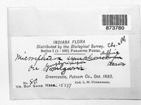 Microsphaera symphoricarpi image